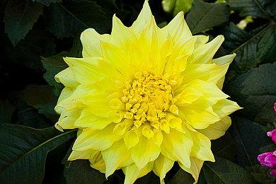 《怪物猎人：荒野》还未发售 已登顶Steam全球销量榜